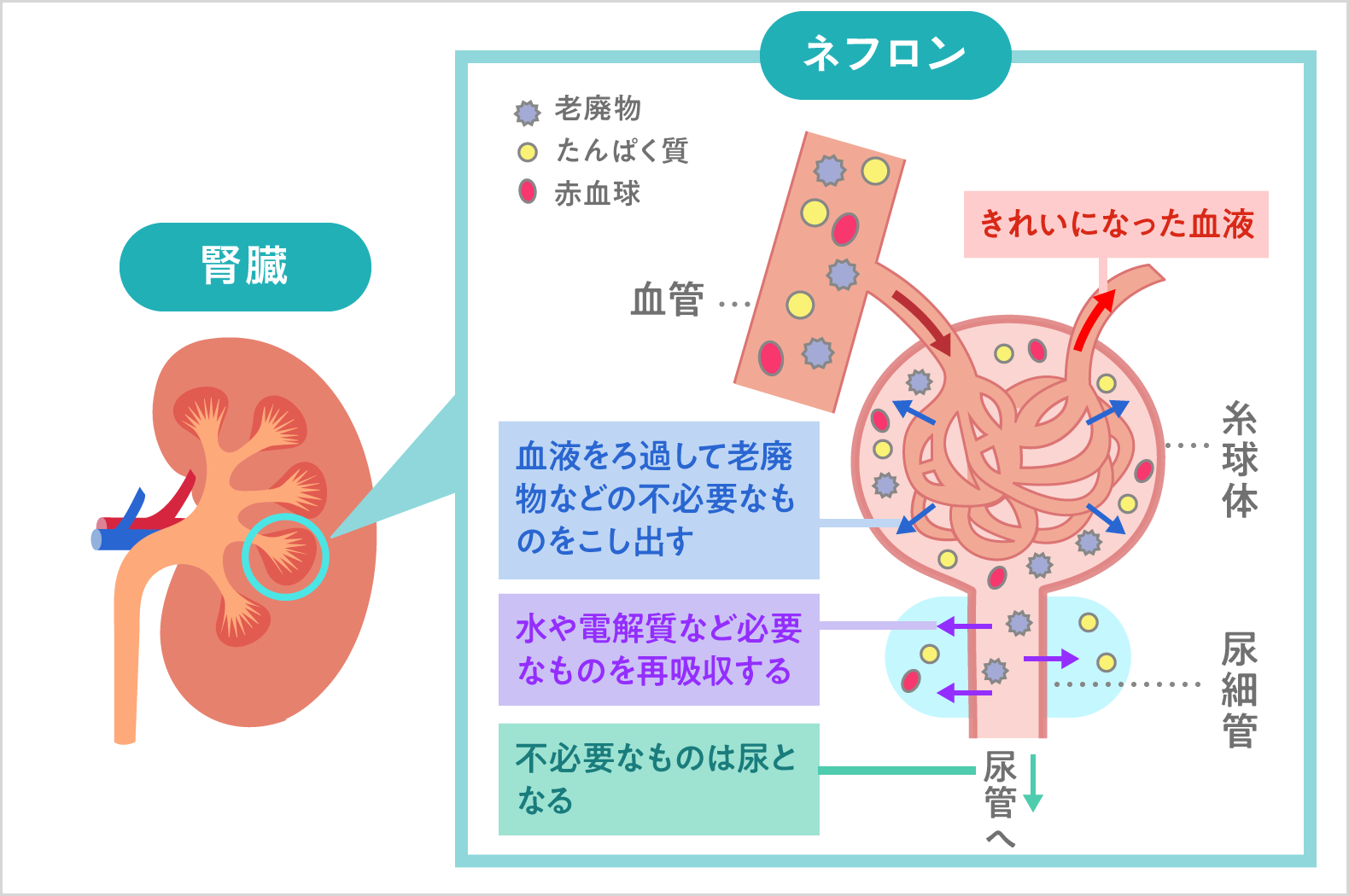 腎臓の構造と機能